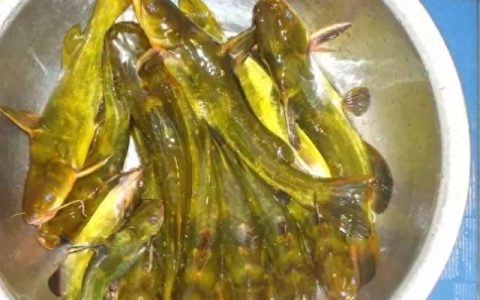 黄颡鱼名菜,江夏10道名菜