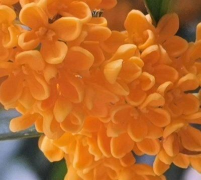 说起家常菜，桂花蜜酱不能少