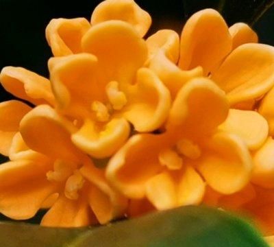 说起家常菜，桂花蜜酱不能少