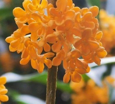 说起家常菜，桂花蜜酱不能少