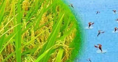潜江小龙虾好吃吗怎么样,湖北潜江小龙虾做法图6