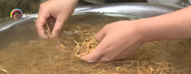 三七根炖鸡、三七花炒肉！苗家三七宴，不容错过的美味