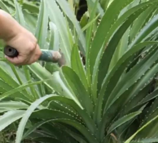 广东海边生长这种叫簕古植物，叶包粽子果实入药，树虫更营养美味