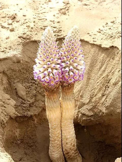 林草科普|中国药用植物 - 肉苁蓉