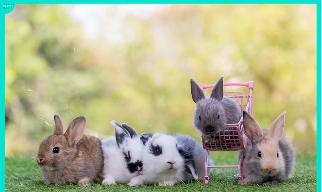 兔子绝育的好处？如何挑选一位兔子医生？