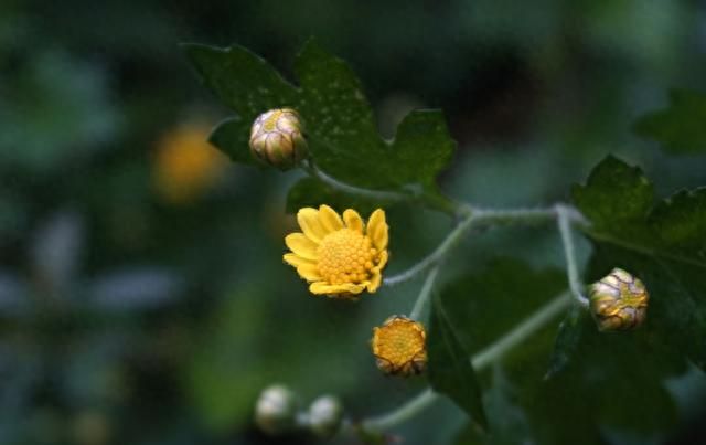 野菊花不但花美，其药用价值也高，有清肝明目、清热去火等功效