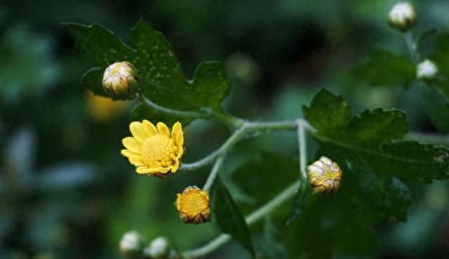 野菊花不但花美，其药用价值也高，有清肝明目、清热去火等功效