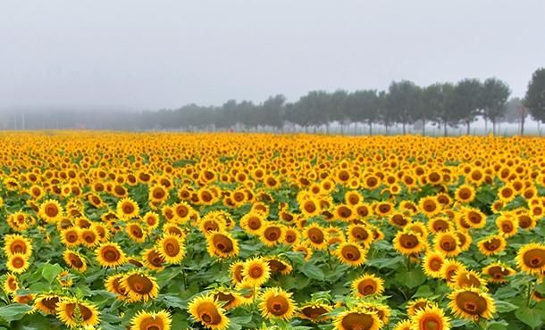 怎样种植油葵才能高产,盐碱地种油葵能高产吗图2