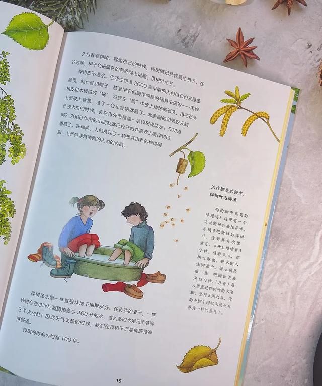 桦树叶治疗脚臭？椴树花茶能治感冒？这本自然科普绘本简直太棒了