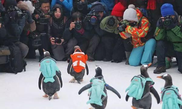 趵突泉里养海豹，让企鹅背书包，这样好吗？