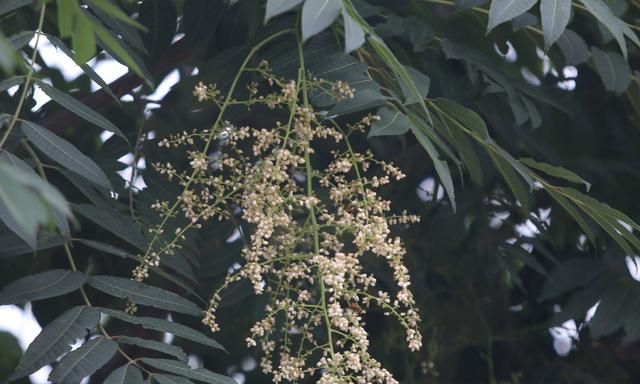 香椿树小知识：香椿树受市场欢迎，除了食用，作用还很多