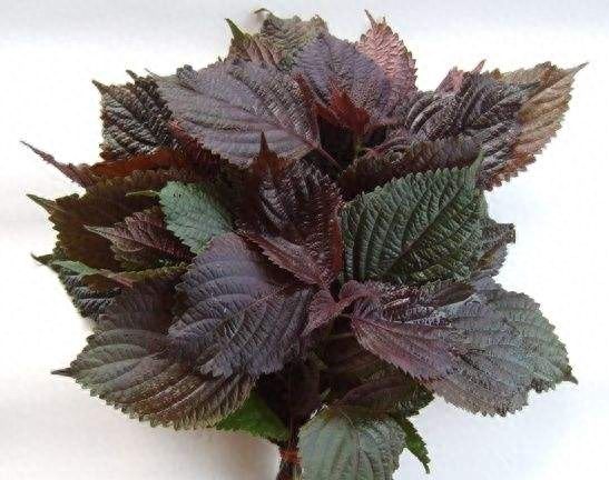 本草食疗紫苏水是什么,紫苏水的功效与作用及禁忌有哪些图2