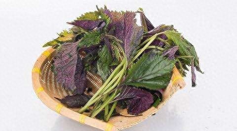 本草食疗紫苏水是什么,紫苏水的功效与作用及禁忌有哪些图3