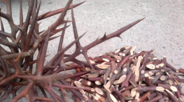 30年前，很多农民都在院子里种这种“刺树”，如今一斤能卖50元！