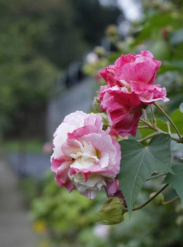 岁时草木记⑲丨看似娇弱却作护城花 蓉城芙蓉正当时