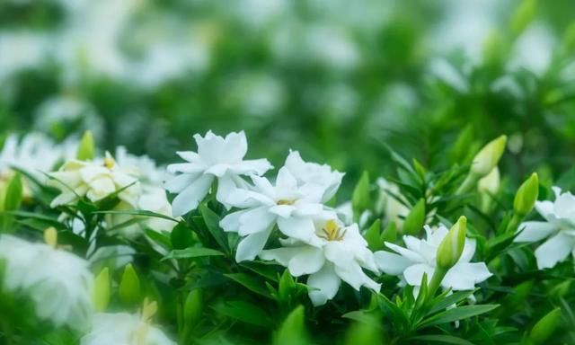 入药入膳入染坊，栀子的“多重”身份