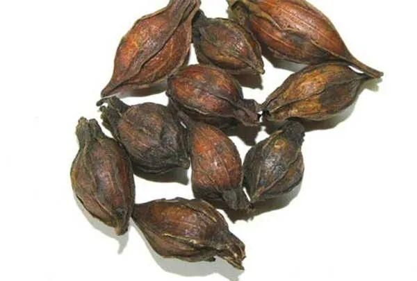 入药入膳入染坊，栀子的“多重”身份
