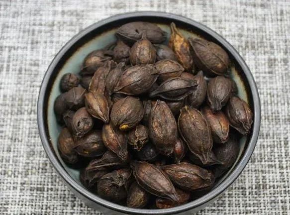 入药入膳入染坊，栀子的“多重”身份