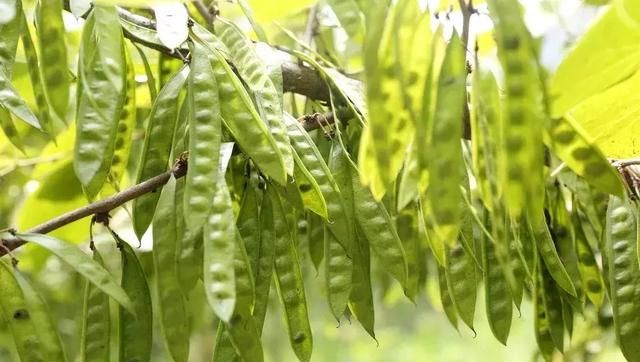 温化寒痰药皂荚，还能祛除顽痰、通窍杀虫