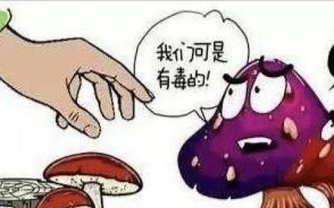 食用野生菌菇注意什么