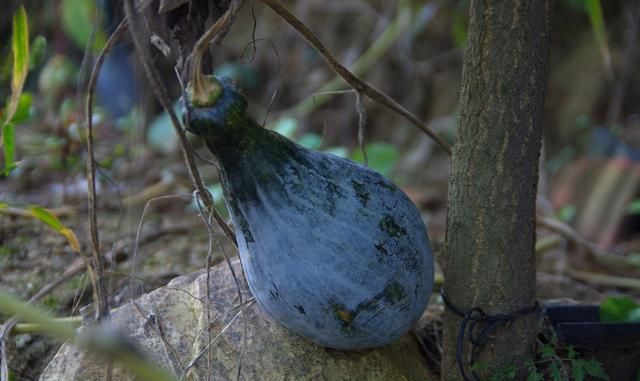 倭瓜、番瓜、饭瓜、番南瓜、北瓜都是南瓜营养价值高还有药用价值