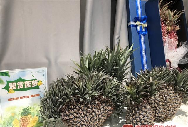 “孤陋寡闻”了！广西这些新品菠萝，刷新你的水果观