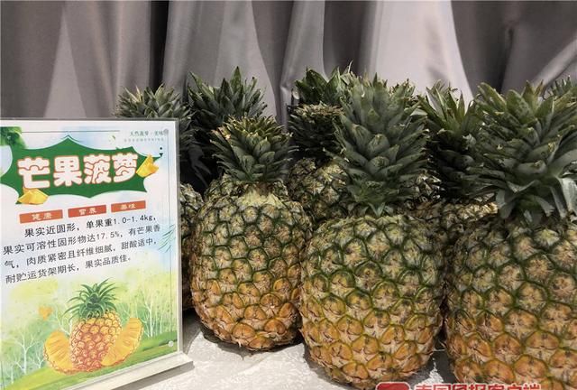 “孤陋寡闻”了！广西这些新品菠萝，刷新你的水果观