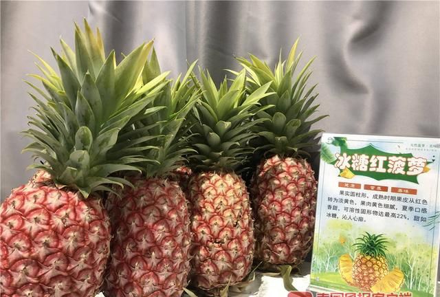 “孤陋寡闻”了！广西这些新品菠萝，刷新你的水果观