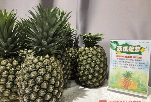 “孤陋寡闻”了！广西这些新品菠萝，刷新你的水果观