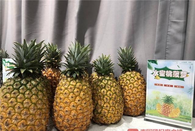 “孤陋寡闻”了！广西这些新品菠萝，刷新你的水果观