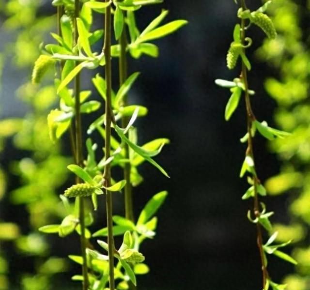 你知道吗，柳叶竟然可以当菜吃？