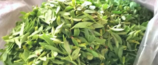 你知道吗，柳叶竟然可以当菜吃？