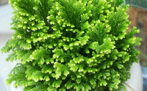 九死还魂草是什么?真的能起死回生吗