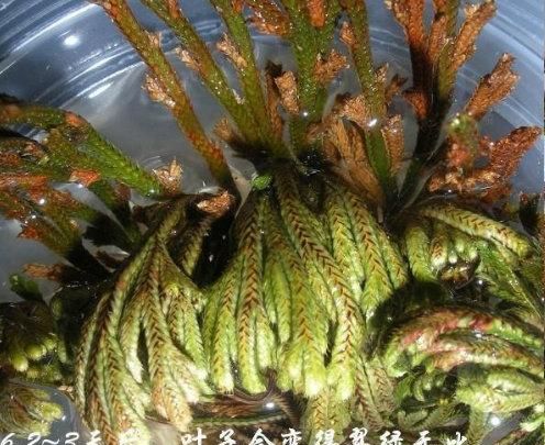 九死还魂草是什么?真的能起死回生吗图11