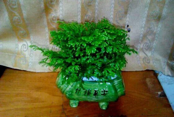九死还魂草是什么?真的能起死回生吗图12