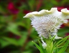 益母草除了煮鸡蛋还能怎么吃,益母草除了煮鸡蛋还能吃吗图2