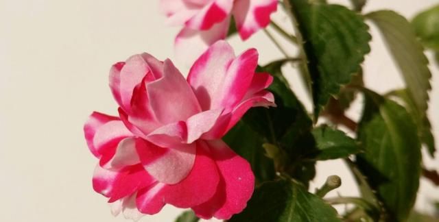 水梅花的养殖方法(水梅花的养护方法)图1