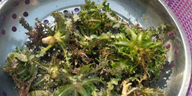 苦瓜靠边站，春天就吃苦菜，随手一拌就上桌，鲜嫩又脆爽，真好吃