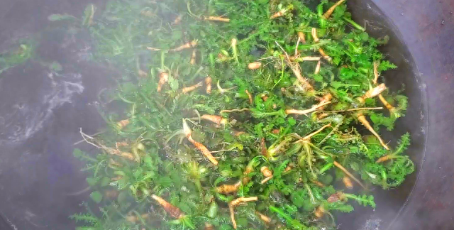苦瓜靠边站，春天就吃苦菜，随手一拌就上桌，鲜嫩又脆爽，真好吃