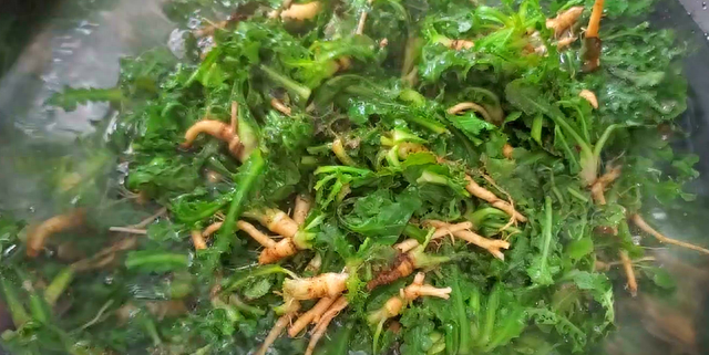 苦瓜靠边站，春天就吃苦菜，随手一拌就上桌，鲜嫩又脆爽，真好吃
