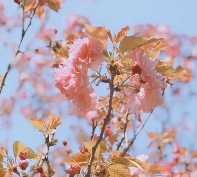 盐渍樱花、樱叶&樱花酱