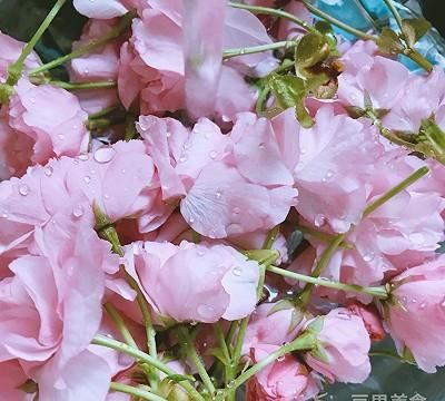 盐渍樱花、樱叶&樱花酱