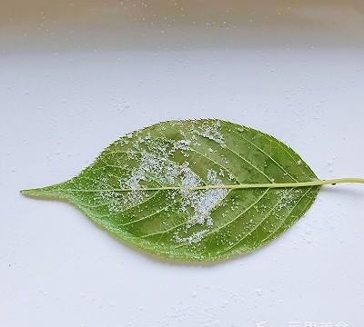 盐渍樱花、樱叶&樱花酱