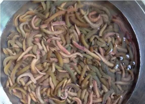 广东顺德美食烘禾虫图1