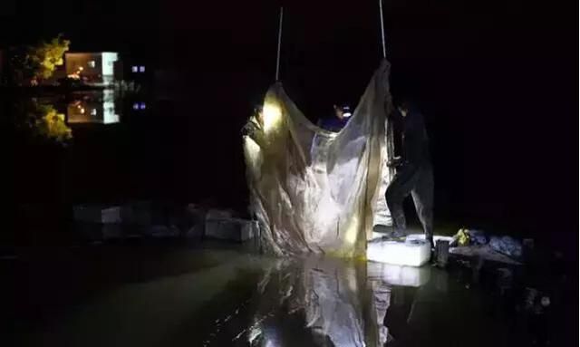 广东顺德美食烘禾虫图8