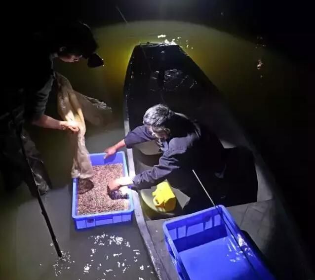 广东顺德美食烘禾虫图9