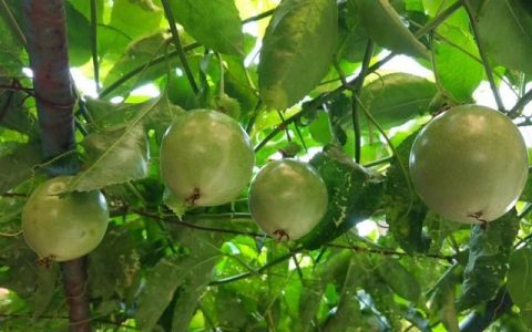 夏天来了就喝上一杯柠檬百香果茶太幸福了