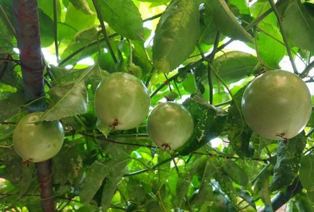 夏天来了就喝上一杯柠檬百香果茶太幸福了图1
