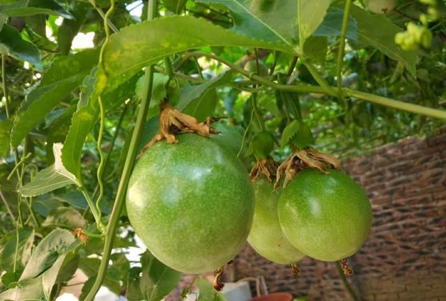夏天来了就喝上一杯柠檬百香果茶太幸福了图5