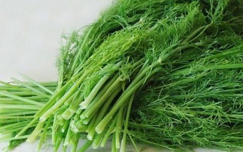 茴香除了调馅还有多少种吃法,茴香除了做馅还可以怎么吃